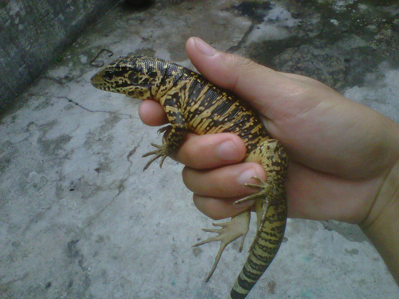 Jual ular albino het green burmesse dan gold tegu