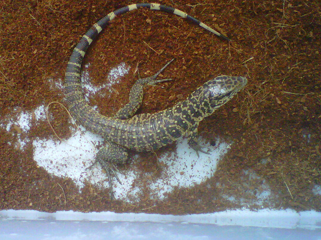 Jual ular albino het green burmesse dan gold tegu