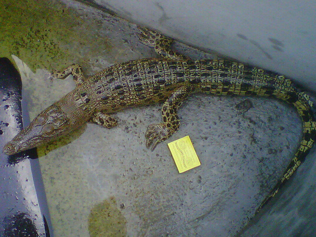 Jual ular albino het green burmesse dan gold tegu