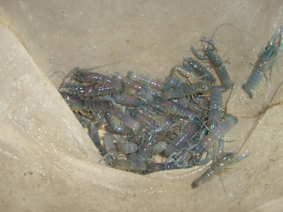 lobster air tawar bibit dan indukan