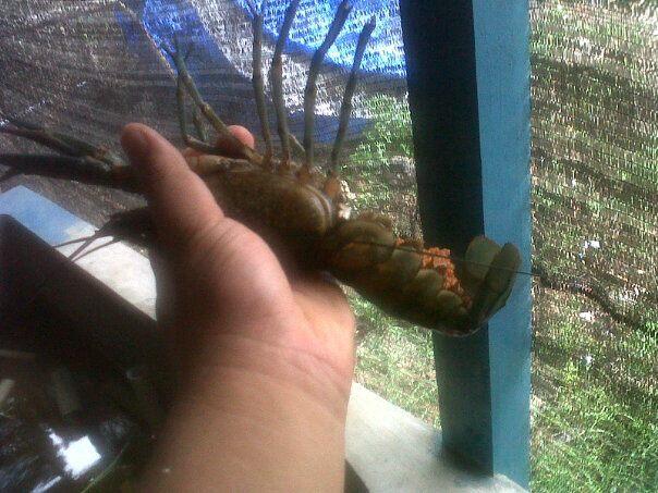 lobster air tawar bibit dan indukan