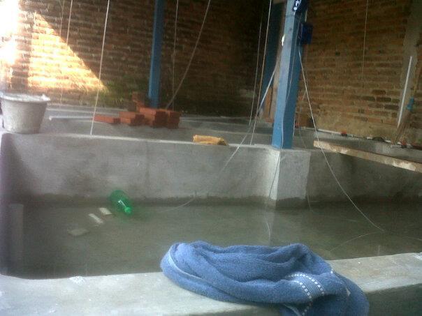 lobster air tawar bibit dan indukan