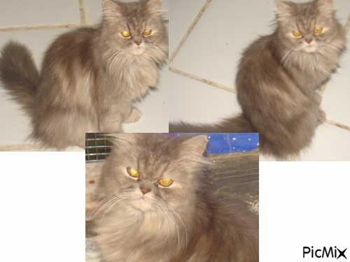 Persia Female Lucu
