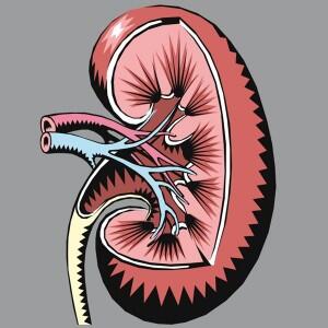 Ini Nih 7 Organ Manusia Yang Biasa Disewakan Dan Dijual