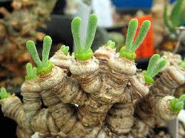Jual biji/bibit tanaman exotic
