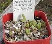 Jual biji/bibit tanaman exotic