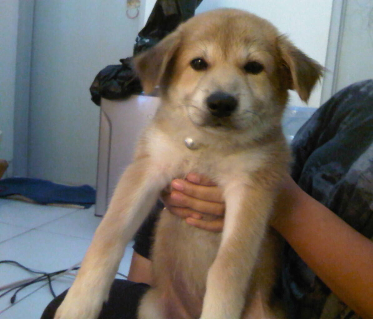 mau tanya anjing ane jenisnya apa yah gan tolong di bantu