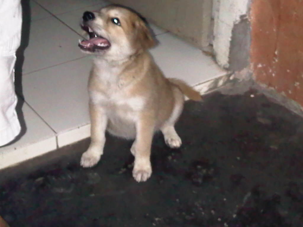 mau tanya anjing ane jenisnya apa yah gan tolong di bantu