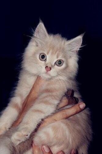 DI Jual Kucing anggora mix persi (murah meriah)