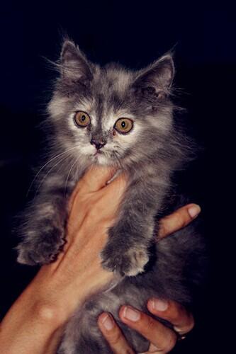 DI Jual Kucing anggora mix persi (murah meriah)