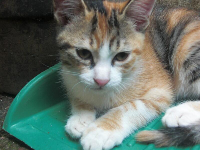Gratis!! adopsi kucing | KASKUS