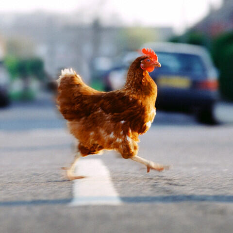 “Mengapa Ayam Menyeberang Jalan?” Versi Indonesia