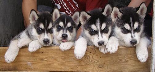 Dijual 4 ekor anakan Siberian Husky Hitam Putih