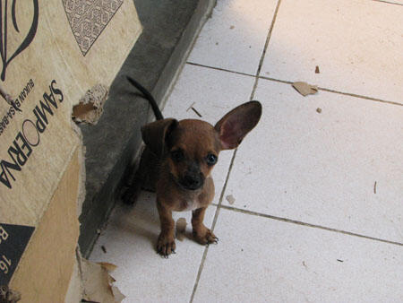 Terjual Jual Puppy Chihuahua Mix Daschund Tekel Murah Kaskus