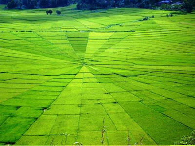 8 Pemandangan Sawah Terindah di Dunia (CETARRRRR)