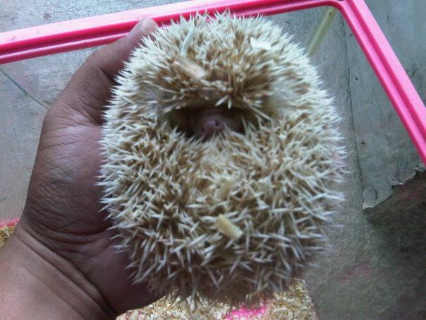jual landak mini ruby eyed cinnicot rec jantan induk murah banget jakarta tangerang