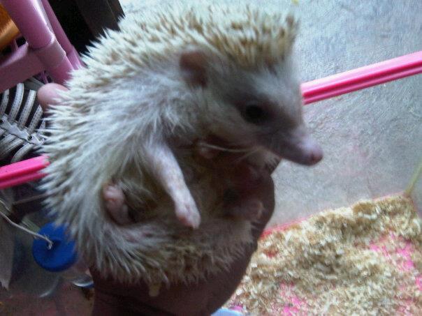 jual landak mini ruby eyed cinnicot rec jantan induk murah banget jakarta tangerang