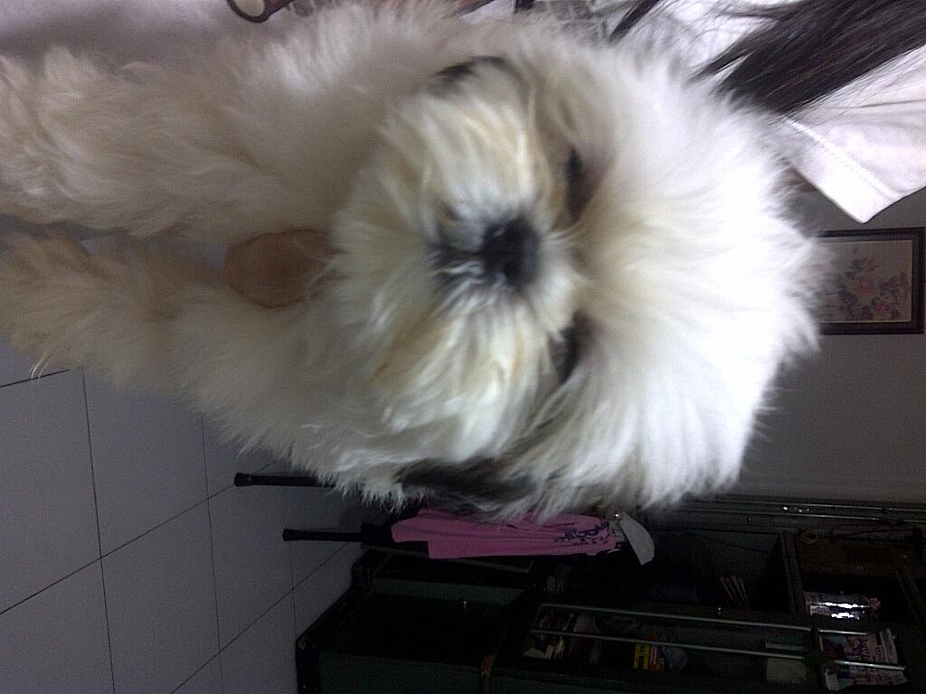 PROMO SPECIAL PRICE MINI SHIHTZU SALE SALE SALE!!!!