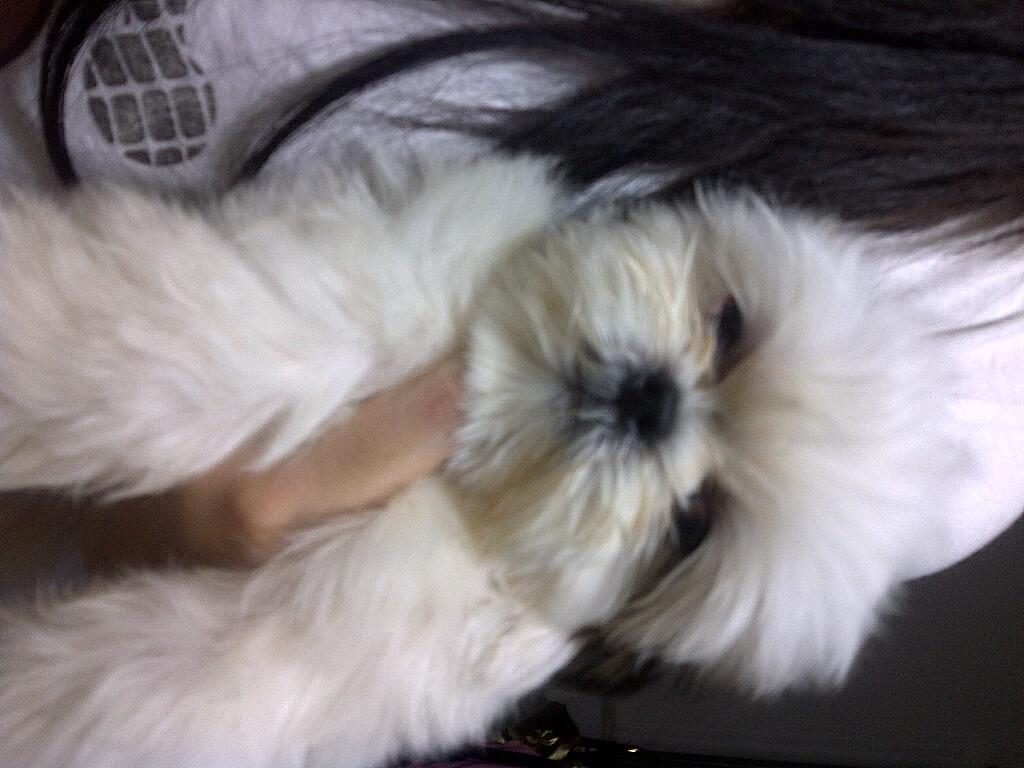 PROMO SPECIAL PRICE MINI SHIHTZU SALE SALE SALE!!!!