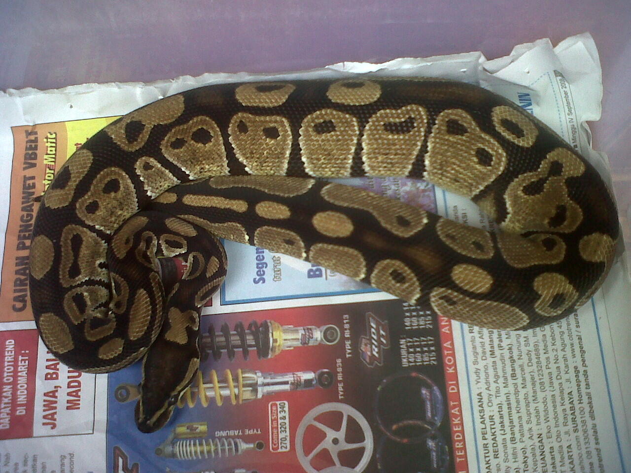 Jual BP (Ball Phyton) Black