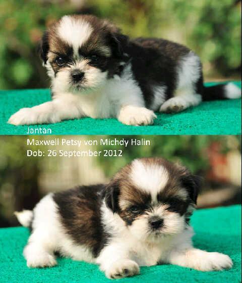 chihuahua time & shitzhu Puppies