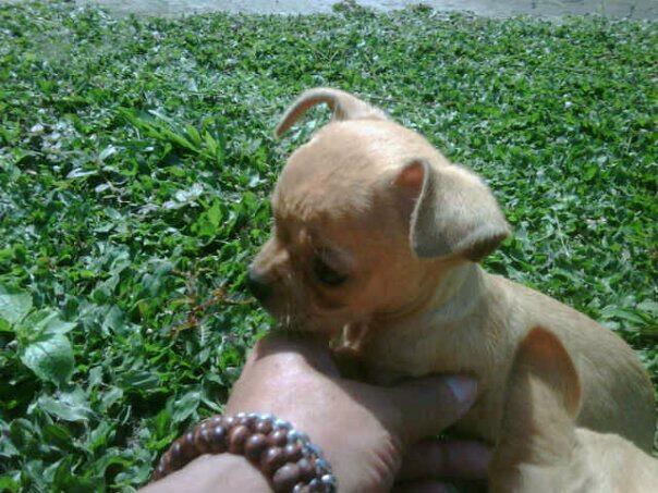 chihuahua time & shitzhu Puppies