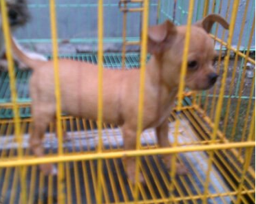 chihuahua time & shitzhu Puppies