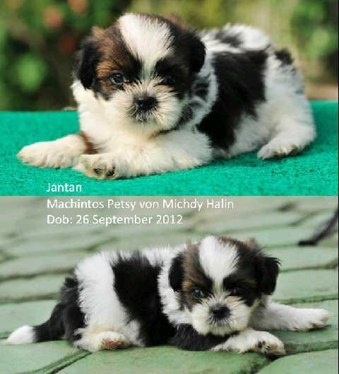 chihuahua time & shitzhu Puppies