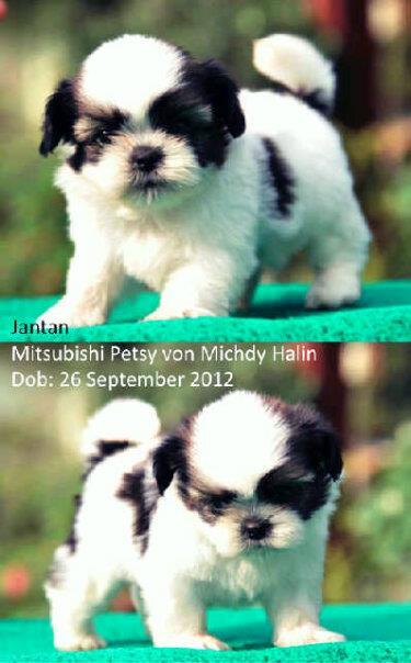 chihuahua time & shitzhu Puppies