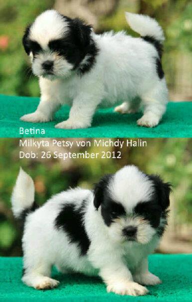 chihuahua time & shitzhu Puppies