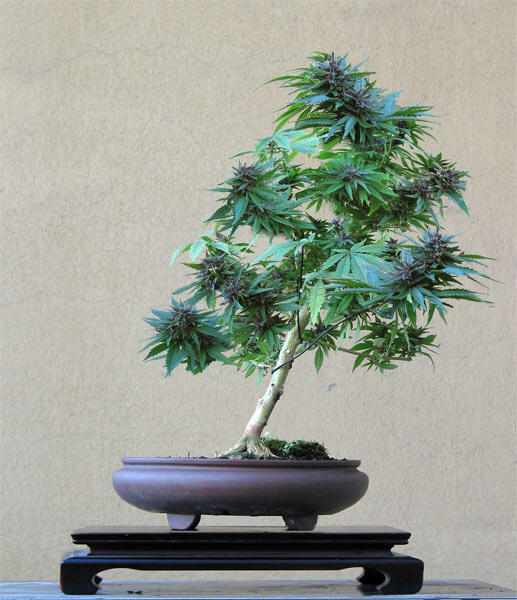 &#91;WOW&#93; Keindahan Bonsai dari Tanaman Ganja