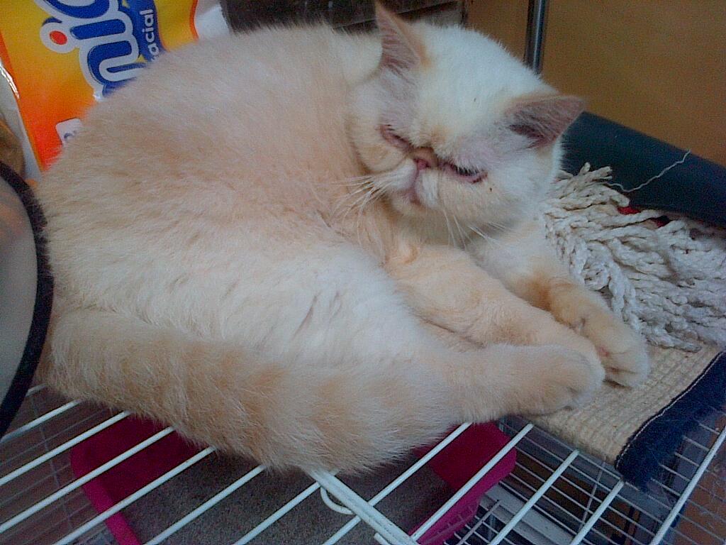 Terjual WTS Kucing Persia & Norwegian Batam | KASKUS