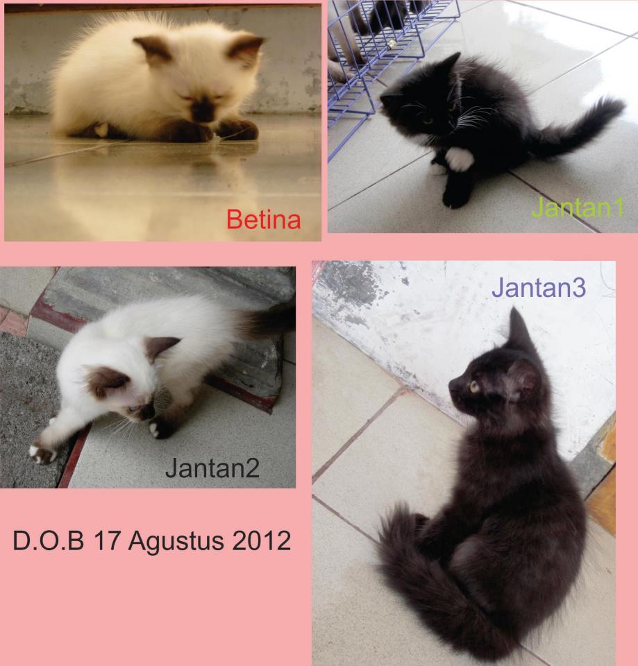 Jual Anak Kucing Persilangan Persia
