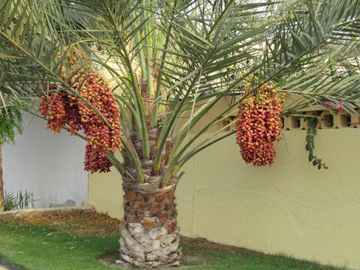 POHON KURMA