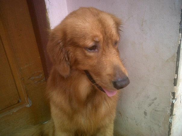 Jual Golden Retriever Jantan Jakarta Timur Kaskus