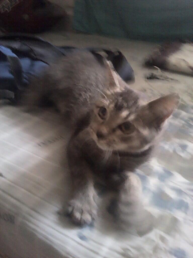 SEMI HIBAH kucing anggora-persia BANDUNG