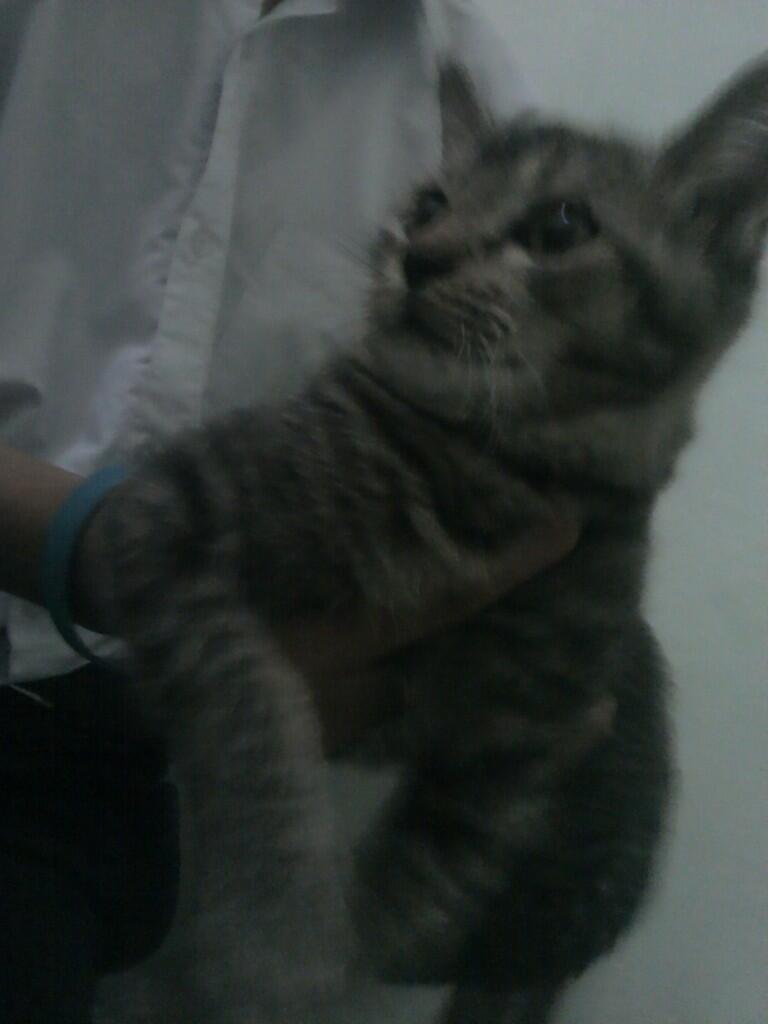 SEMI HIBAH kucing anggora-persia BANDUNG