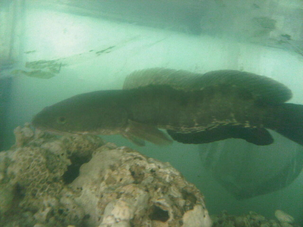 ikan gabus aka Channa striata