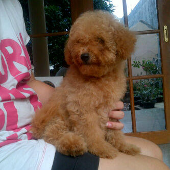 26+ Jual anjing toy poodle download