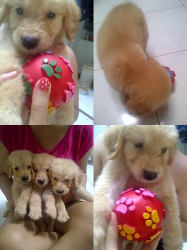 Dijual anak anjing golden murah dan lucu