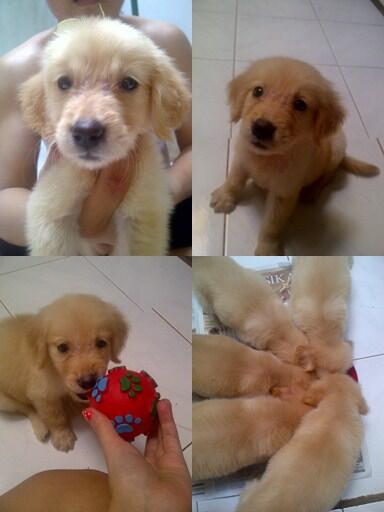 Dijual anak anjing golden murah dan lucu