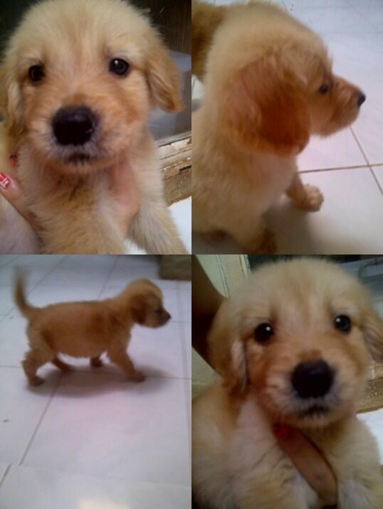 Dijual anak anjing golden murah dan lucu