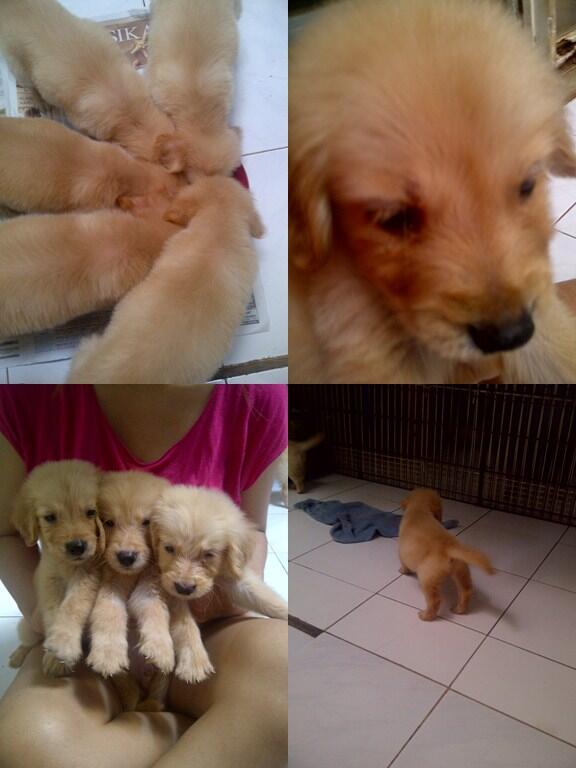 Dijual anak anjing golden murah dan lucu