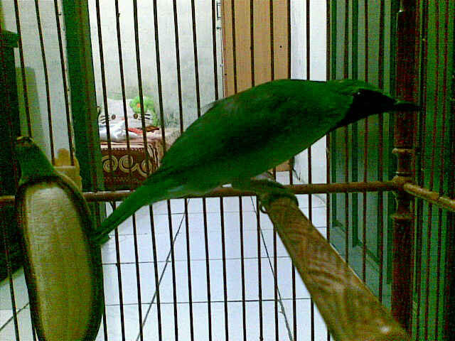 Burung Jengkel Jantan cm 1,1jt murah (kandang + Krodong Batik)