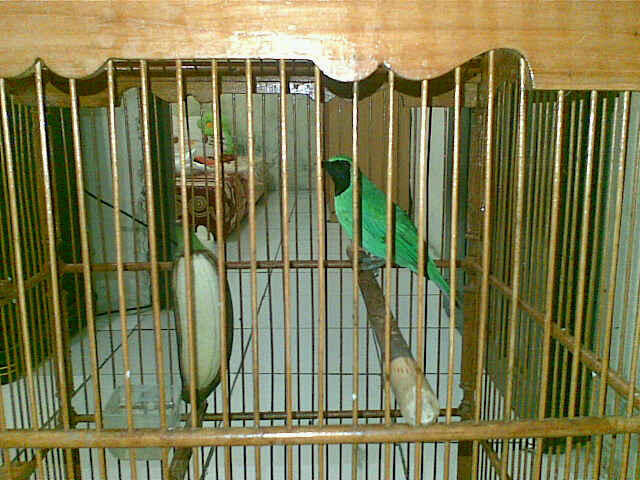 Burung Jengkel Jantan cm 1,1jt murah (kandang + Krodong Batik)