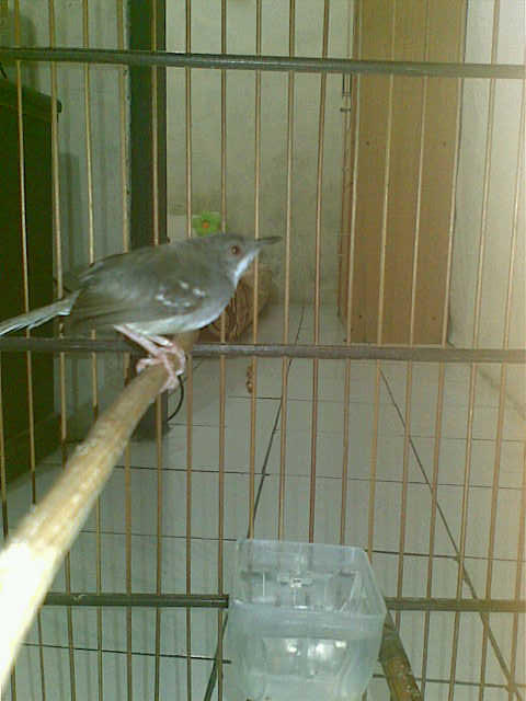 Burung Jengkel Jantan cm 1,1jt murah (kandang + Krodong Batik)