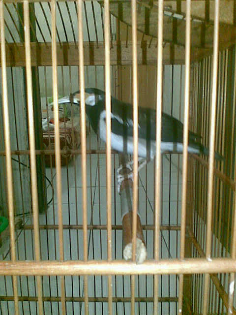 Burung Jengkel Jantan cm 1,1jt murah (kandang + Krodong Batik)