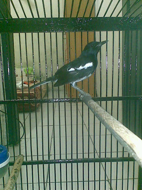 Burung Jengkel Jantan cm 1,1jt murah (kandang + Krodong Batik)