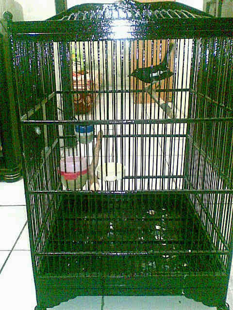 Burung Jengkel Jantan cm 1,1jt murah (kandang + Krodong Batik)