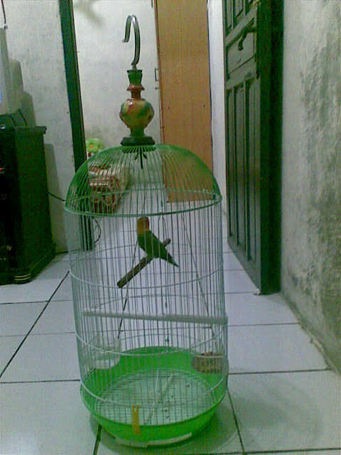 Burung Jengkel Jantan cm 1,1jt murah (kandang + Krodong Batik)